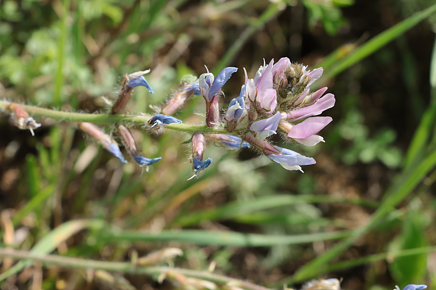 Image of Oxytropis tachtensis specimen.