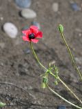 Papaver hybridum