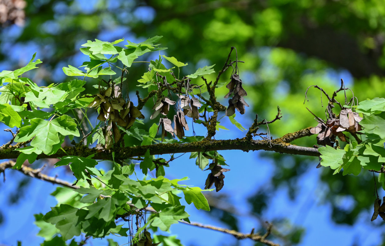 Image of Acer campestre specimen.