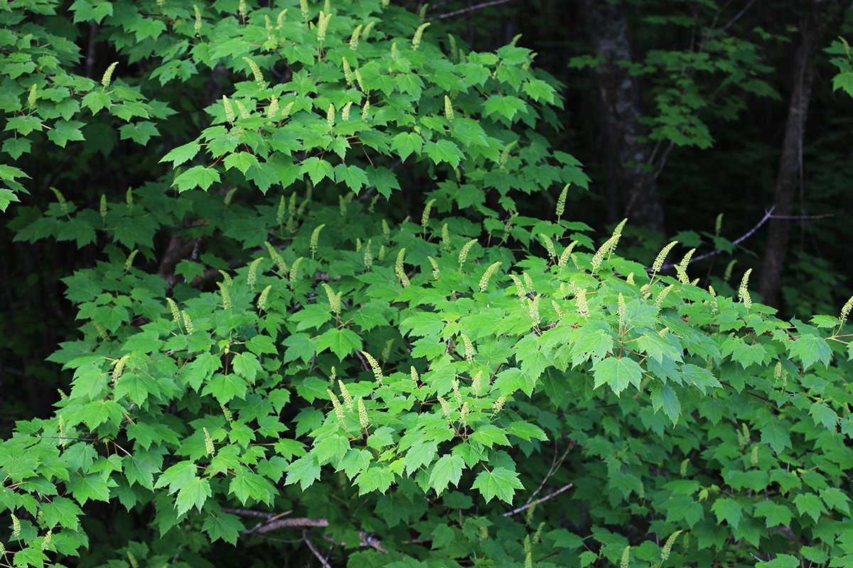 Image of Acer ukurunduense specimen.