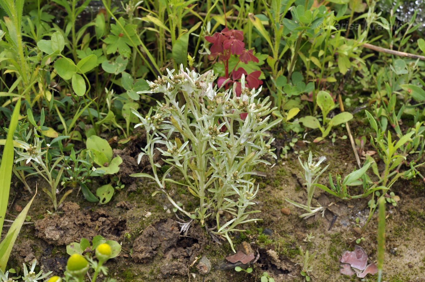 Изображение особи Gnaphalium uliginosum.