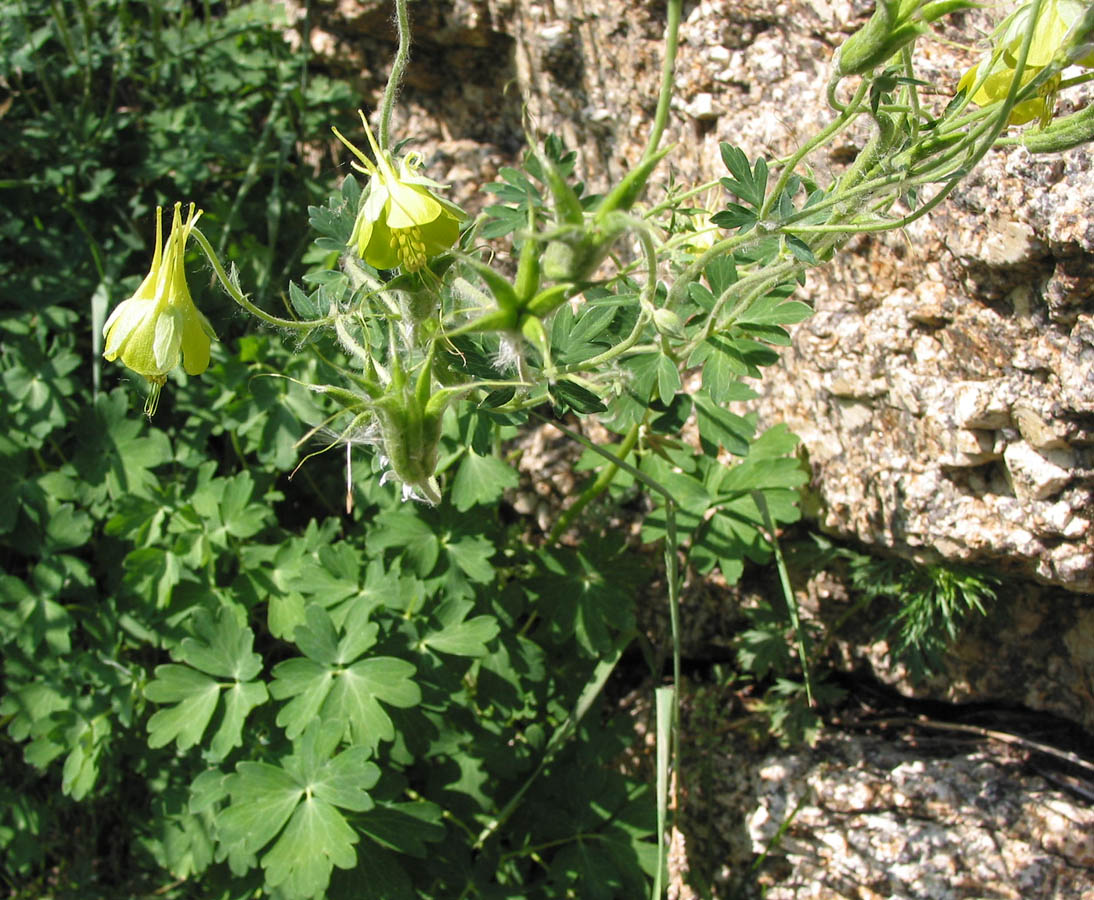 Image of Aquilegia viridiflora specimen.