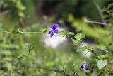 Vinca pubescens