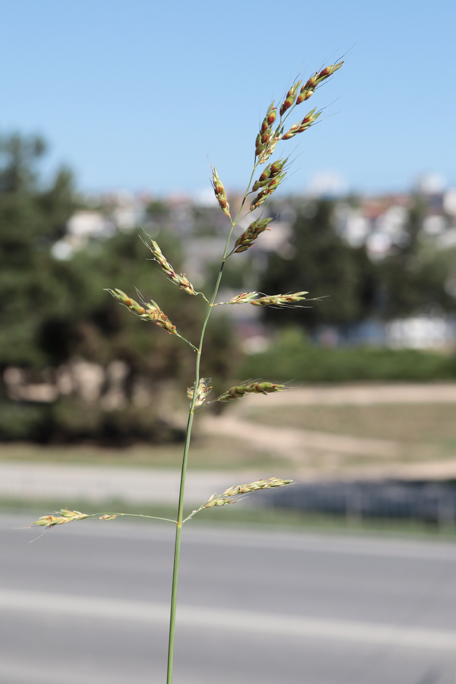 Image of Sorghum halepense specimen.