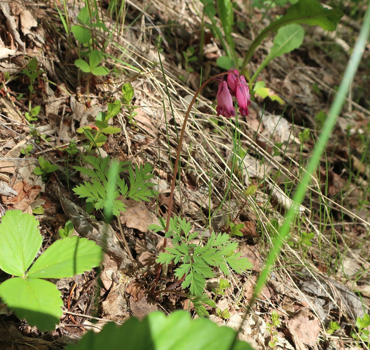 Изображение особи Dicentra formosa.