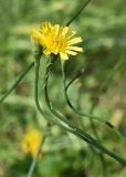 Scorzoneroides autumnalis. Верхушка побега с соцветием. Марий Эл, Звениговский р-н, Кокшайск, полянка возле кустарниковых зарослей. 09.08.2022.