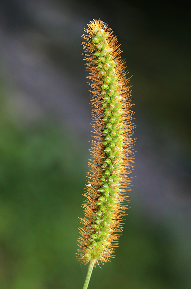 Image of Setaria pumila specimen.