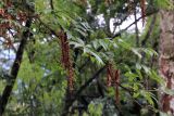 genus Pterocarya. Ветвь с соплодиями. Бутан, дзонгхаг Монгар, национальный парк \"Phrumsengla\". 05.05.2019.