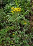 Patrinia scabiosifolia