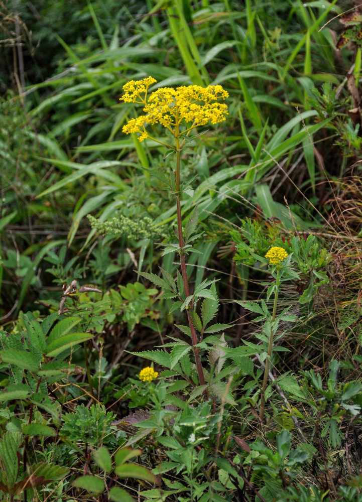 Изображение особи Patrinia scabiosifolia.