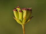 Bupleurum komarovianum. Соплодие. Приморский край, Уссурийский гор. округ, окр. с. Монакино, небольшая сопка, поляна в широколиственном лесу. 03.09.2022.