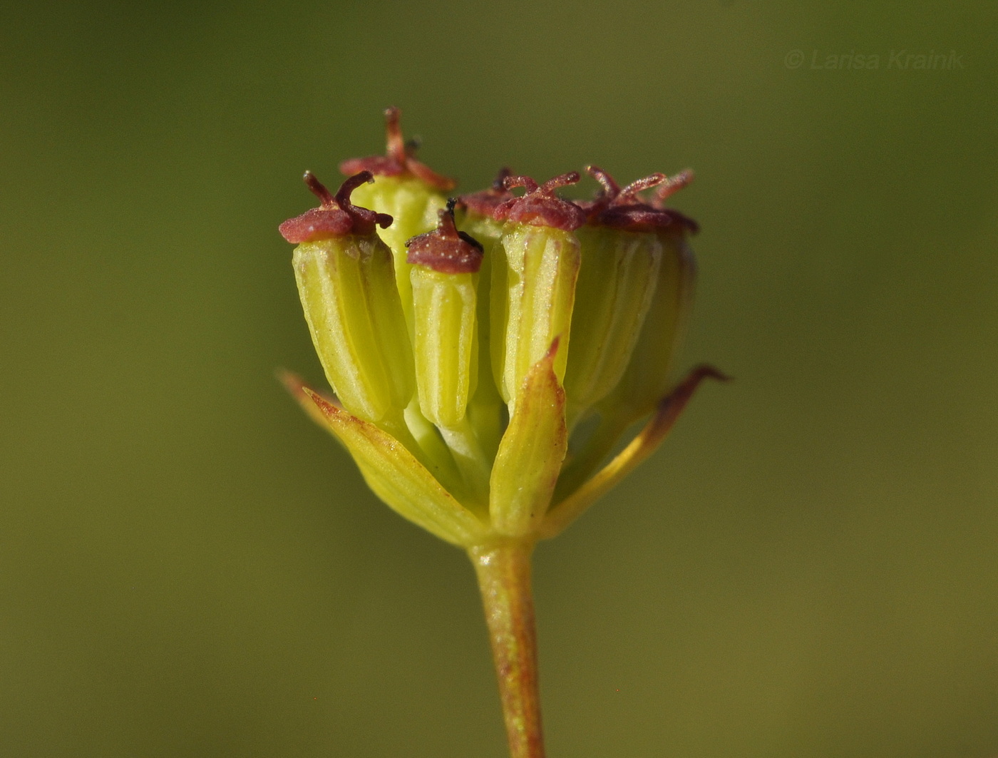 Изображение особи Bupleurum komarovianum.