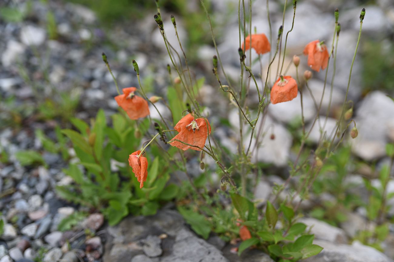 Image of Papaver fugax specimen.