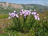 Linum hypericifolium. Цветущее растение. Адыгея, Кавказский биосферный заповедник, гора Гузерипль, ≈ 2100 м н.у.м., субальпийский луг на вершине горы. 26.07.2015.