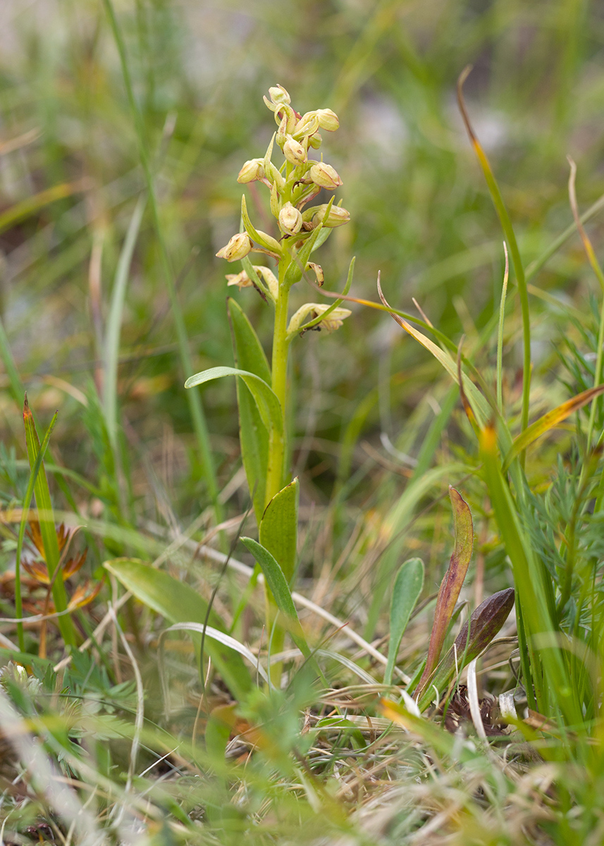 Изображение особи Dactylorhiza viridis.