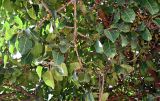 Ficus lutea