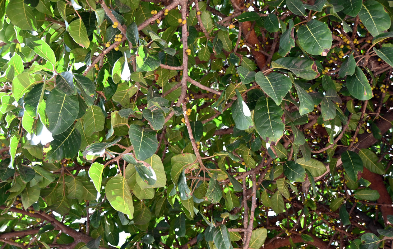 Image of Ficus lutea specimen.