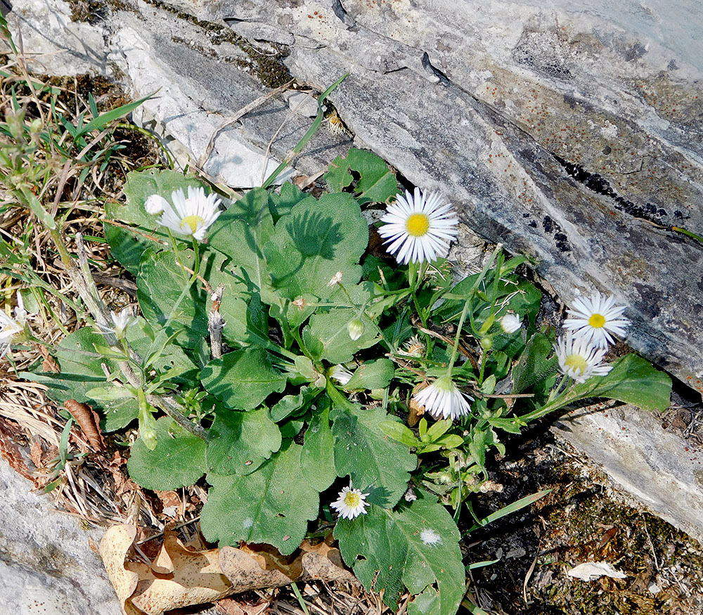 Изображение особи Erigeron annuus.