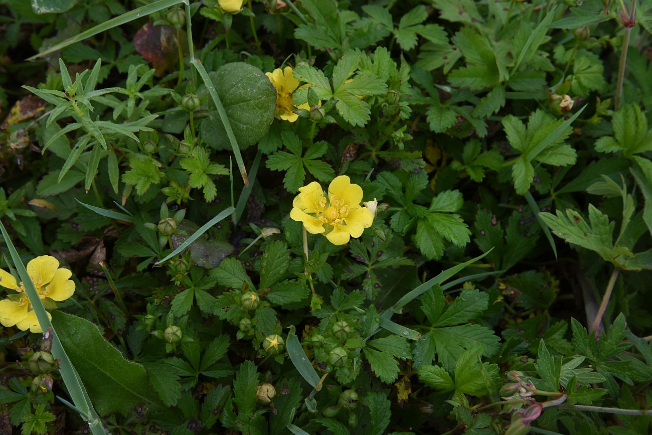 Image of Potentilla reptans specimen.