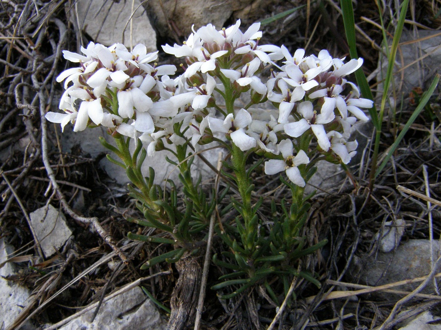 Image of Iberis saxatilis specimen.