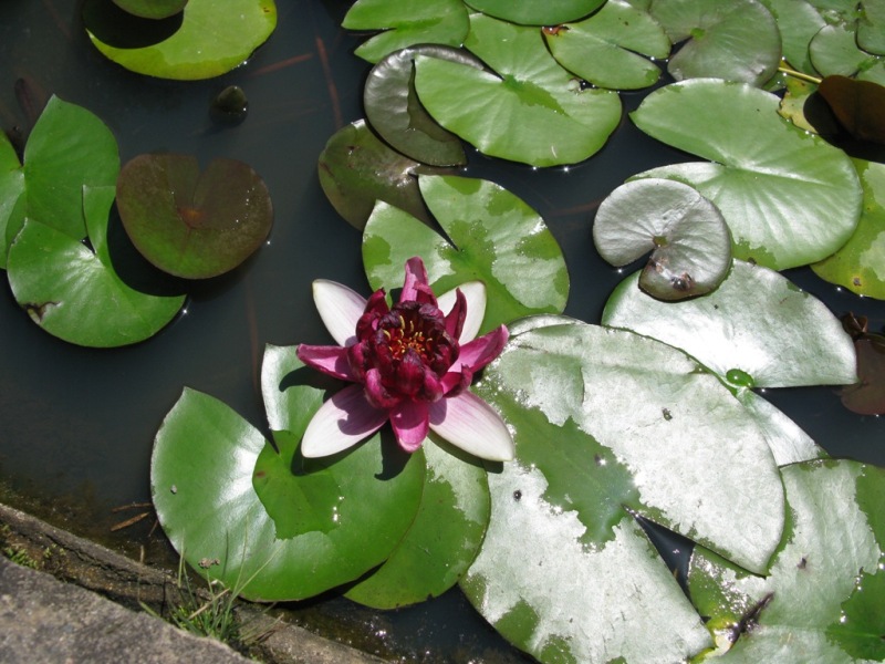 Изображение особи Nymphaea odorata.