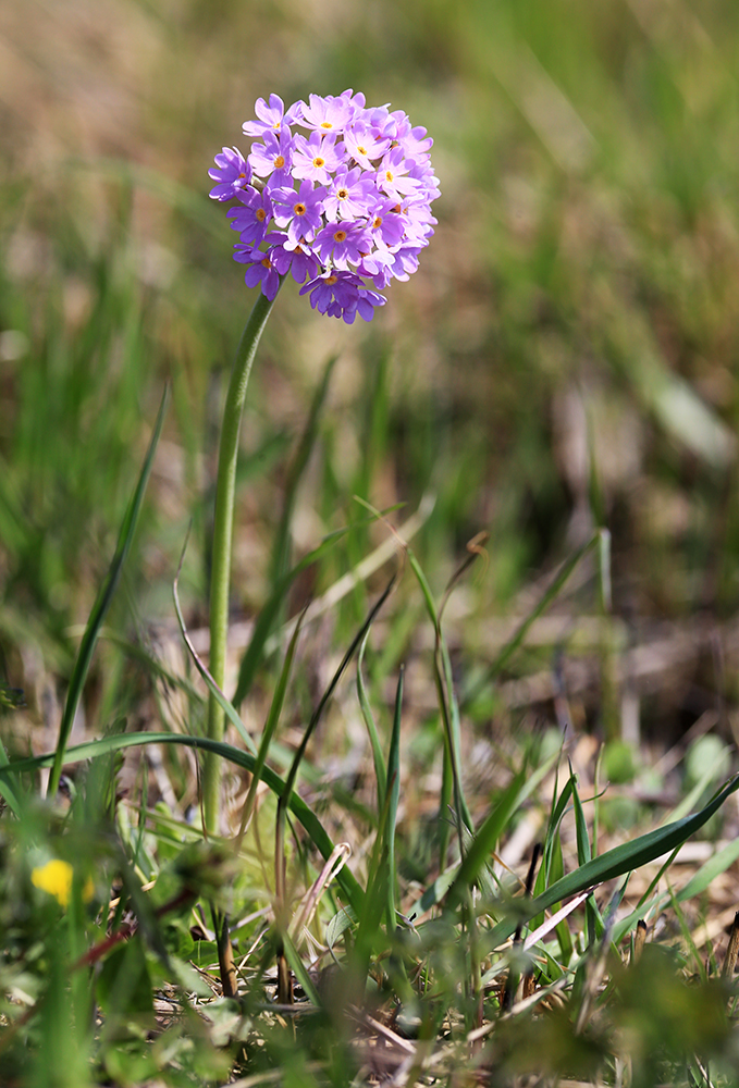 Image of Primula fistulosa specimen.