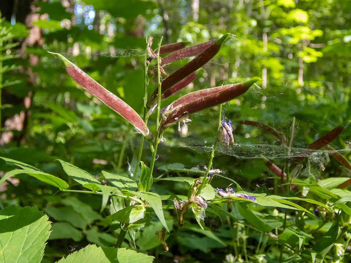 Image of Lathyrus vernus specimen.