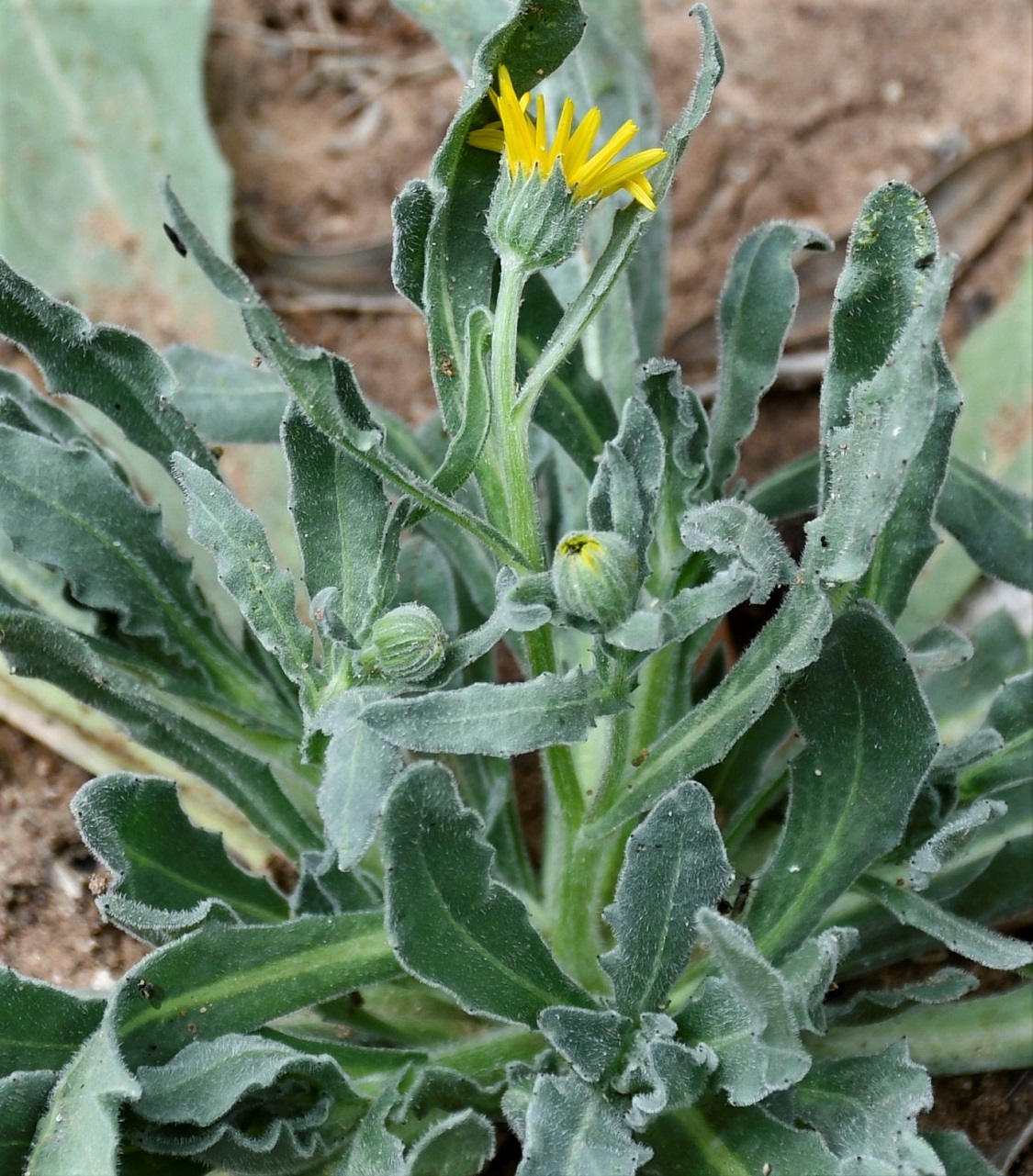 Image of familia Asteraceae specimen.