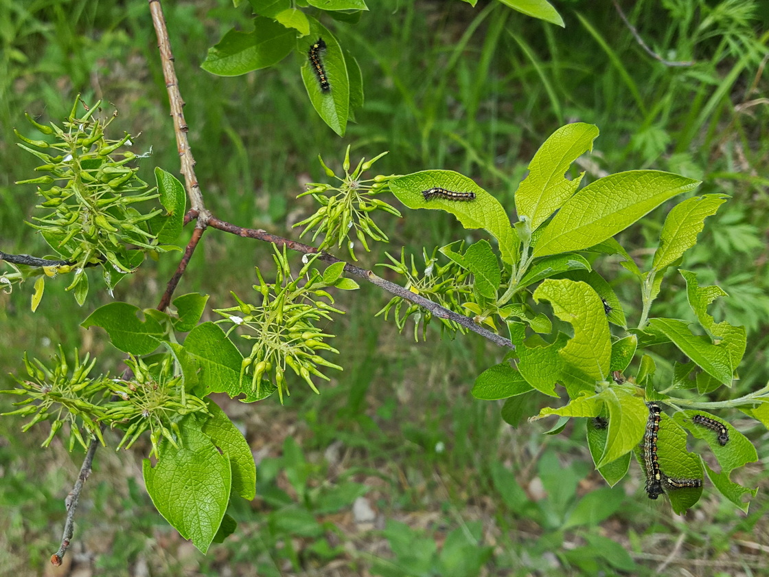 Изображение особи Salix bebbiana.
