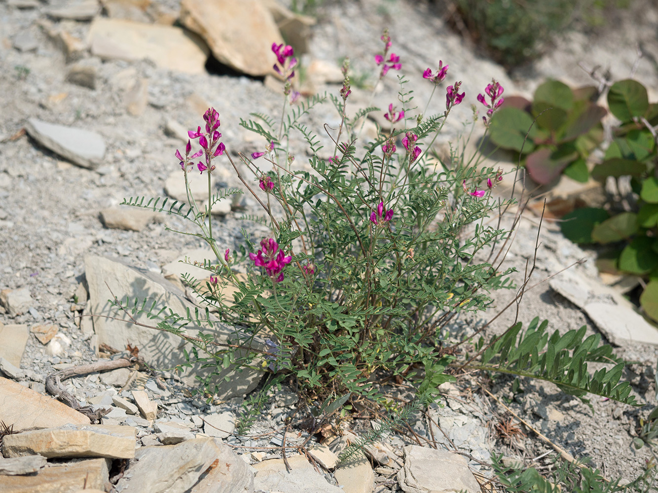 Image of Hedysarum tauricum specimen.