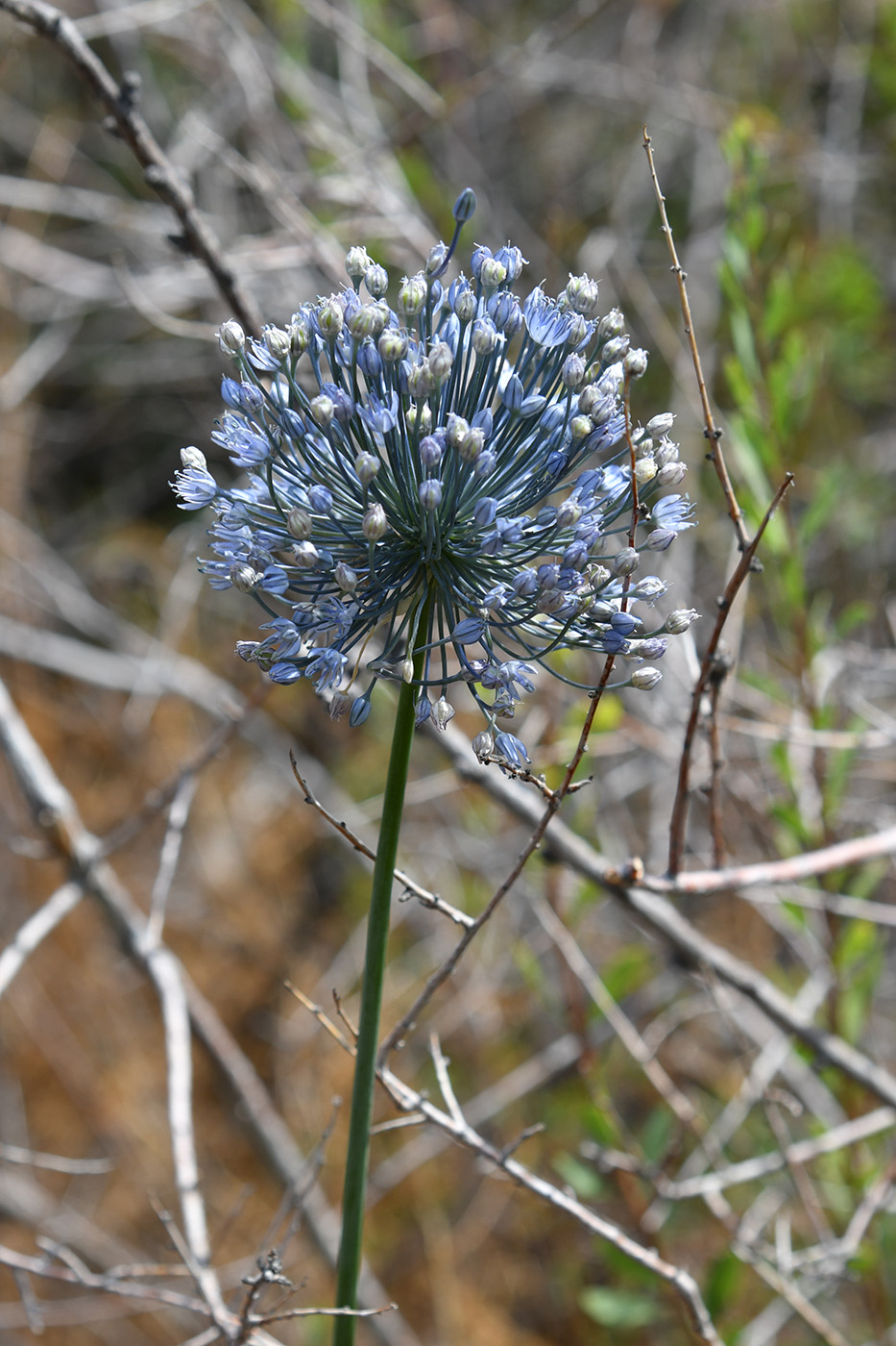 Изображение особи Allium caesium.