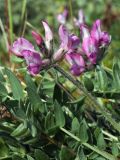 Oxytropis sordida. Соцветия и листья. Мурманская обл., окр. пос. Дальние Зеленцы, побережье Ярнышной губы близ Бобрового ручья, приморская кустарничковая тундра. 05.08.2010.