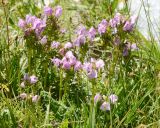 Pedicularis rhinanthoides