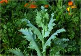 Papaver somniferum. Верхушка растения с каплями росы. Московская обл., Раменский р-н, окр. дер. Хрипань, садовый участок. 13.07.2023.