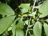 Lonicera chrysantha