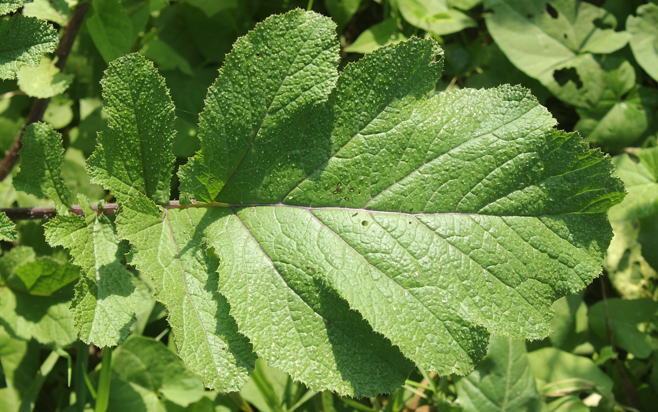 Изображение особи Brassica nigra.