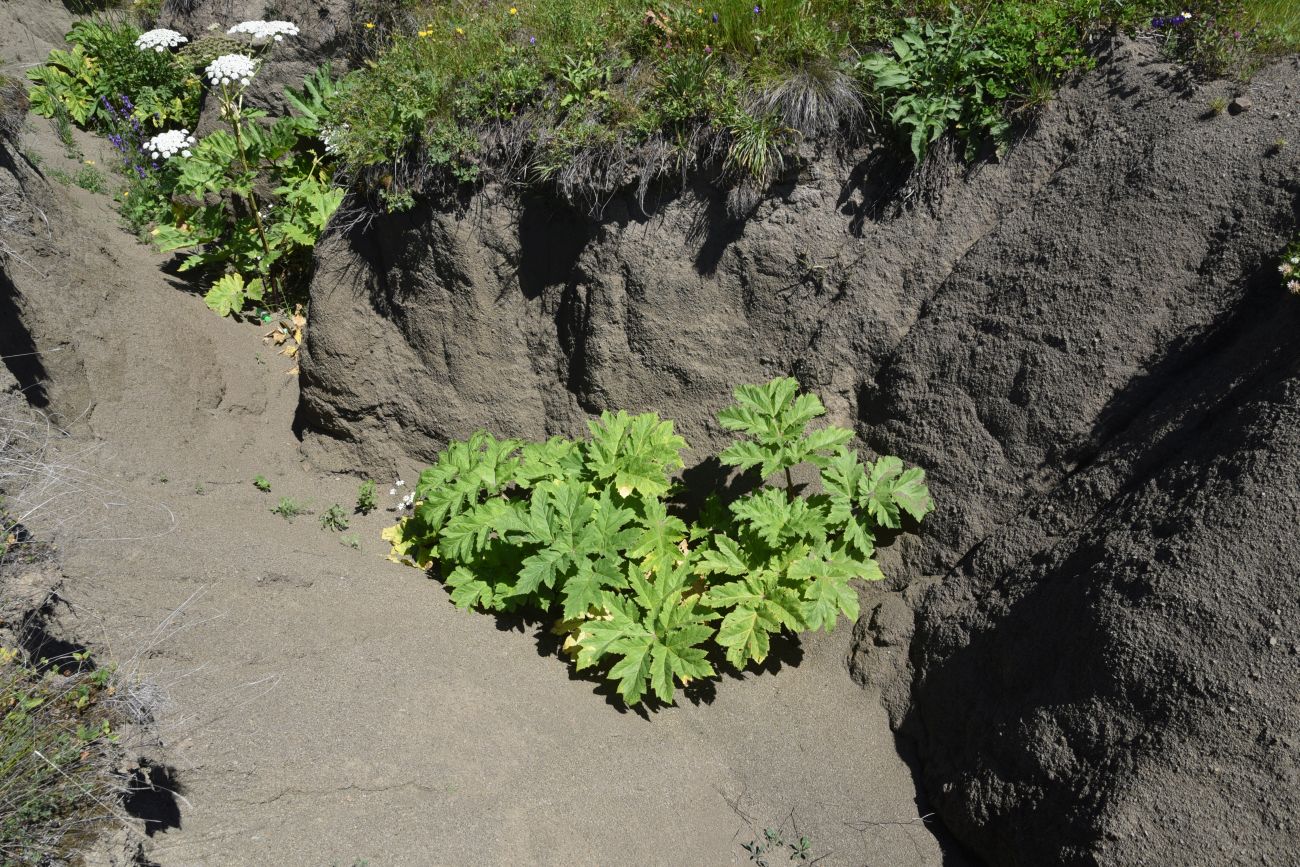 Image of genus Heracleum specimen.