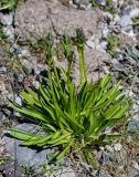 Swertia marginata