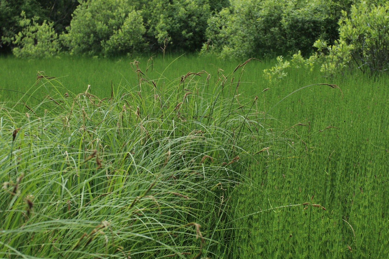 Изображение особи Carex omskiana.