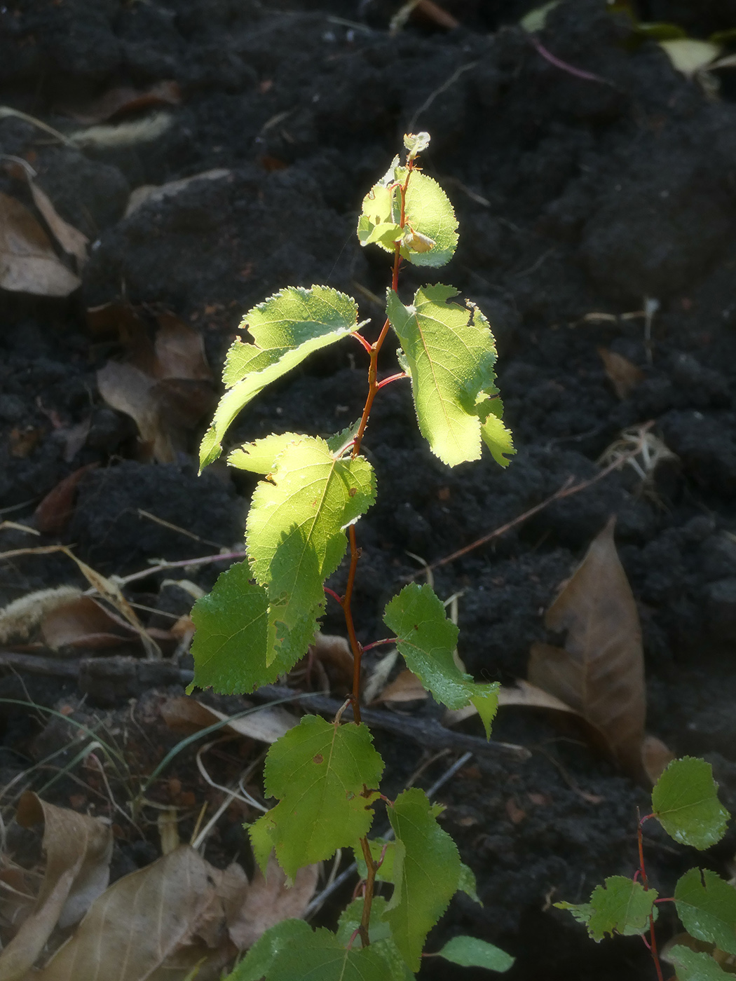 Image of Armeniaca vulgaris specimen.