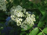 Sorbus aucuparia. Соцветие. Ярославская обл., Некоузский р-н, с. Никульское, у устья р. Ильд. 28.05.2008.