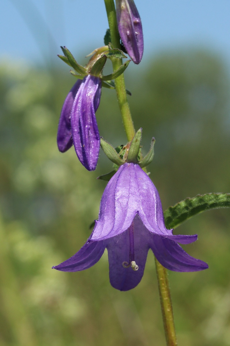 Image of Campanula rapunculoides specimen.