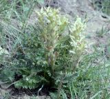 Pedicularis dubia