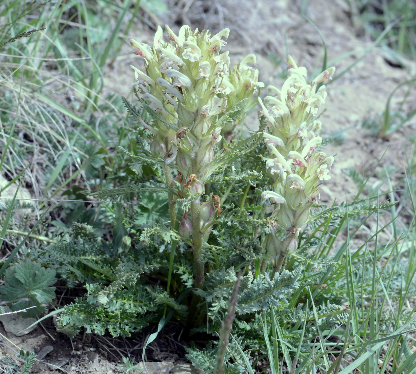 Image of Pedicularis dubia specimen.