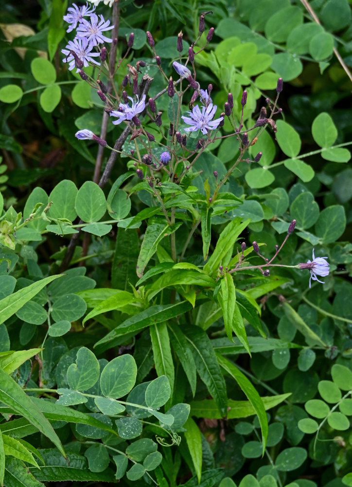 Изображение особи Lactuca sibirica.