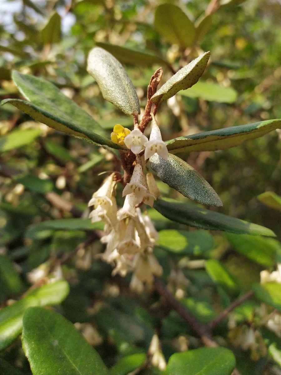 Изображение особи Elaeagnus pungens.