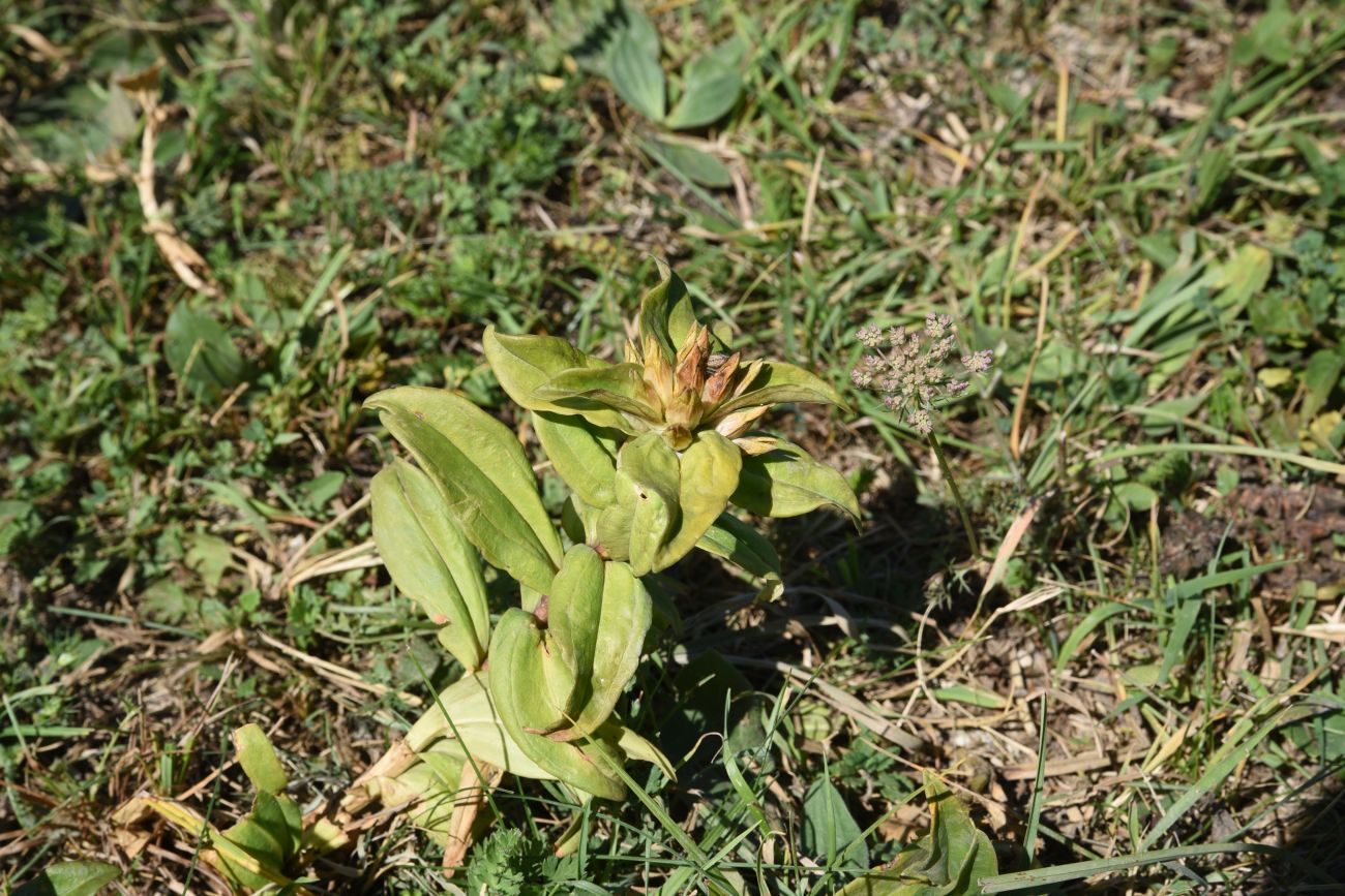 Image of Gentiana cruciata specimen.