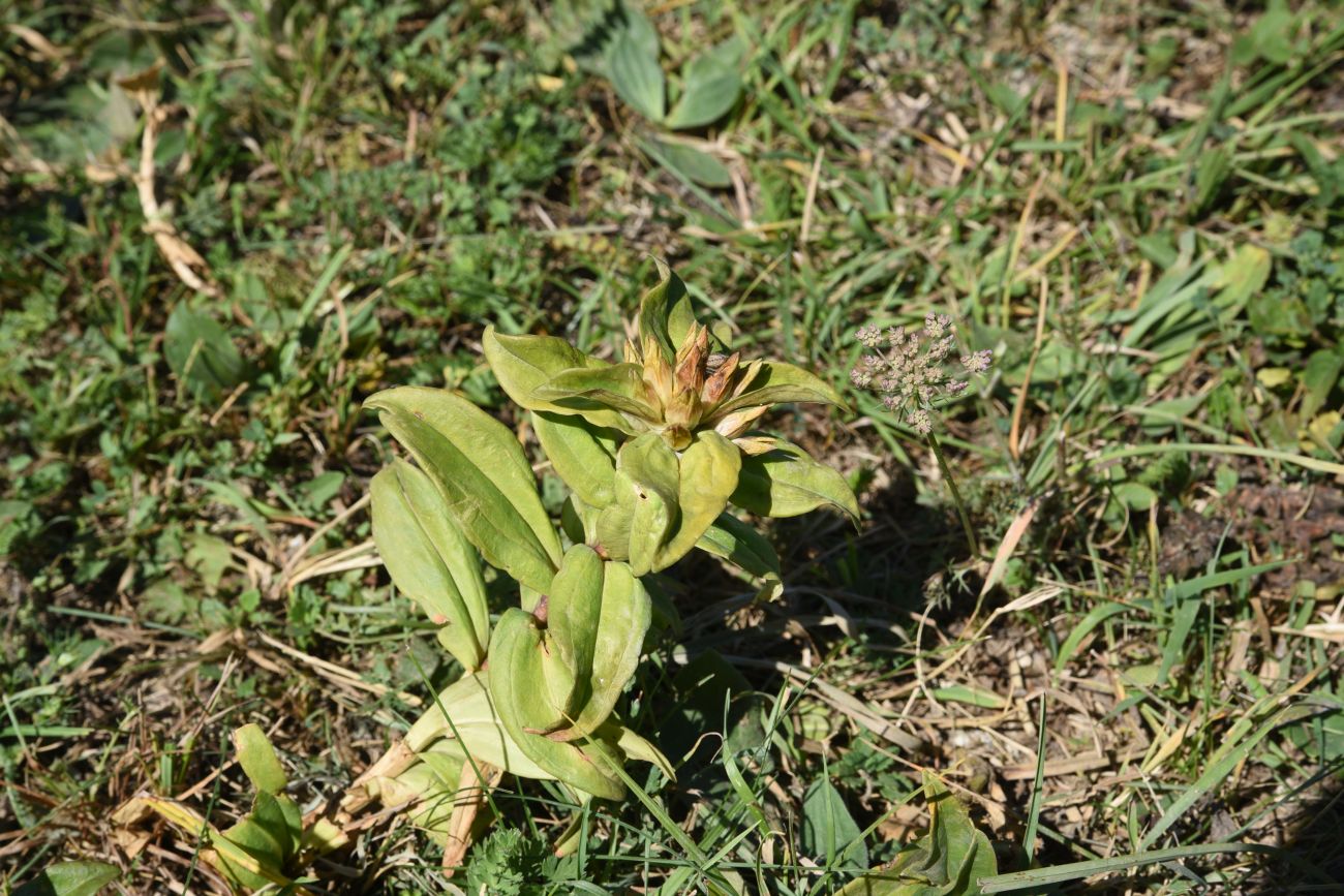 Изображение особи Gentiana cruciata.