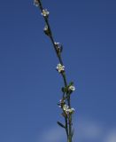 Polygonum equisetiforme