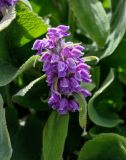 Phlomoides oreophila